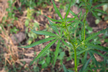 young green cannabis bush growing outdoors in nature