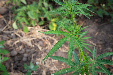 young green cannabis bush growing outdoors in nature