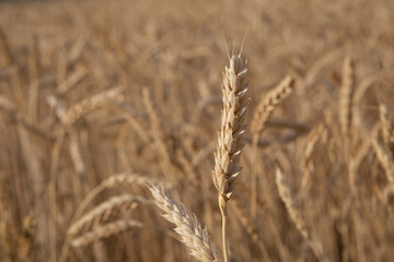 yellow ears of ripened wheat in the field