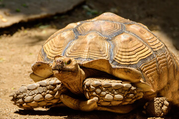 Obraz premium Aldabra Giant Tortoise on the tropical
