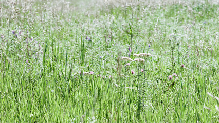 Natural summer green grasses, meadow herbs and field bloom plants, wild blossom, forest flower, nature esthetic summer scene, green meadow banner, bright vibrant wild growth grass,