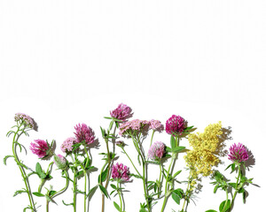 Natural summer herbs, set blossom wild flowers, field clover, green leaves, cosmetics and medical plants isolated on white background. Summer frame, beauty blooms, nature flatlay, top view