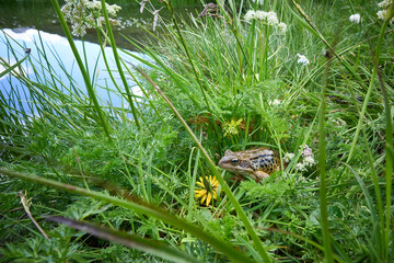 european mountain frog, Rana, in its natural habitat in the Silvretta mountains in Tyrol, Austria
