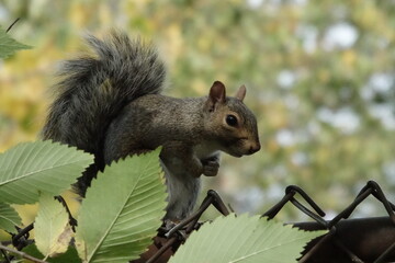 Canadian Squirrel on a fence