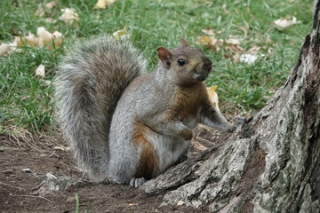 Naklejka na ściany i meble Canadian Squirrel in a park
