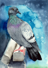 Watercolor illustration of a gray dove sitting on two wooden bars on a gray-blue background