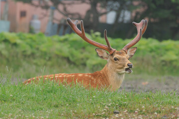 A male Yezo deer whose eyes meet and raise a voice involuntarily