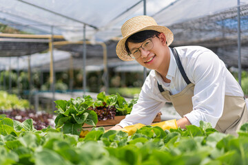 Hydroponic vegetable concept, Young Asian man picking fresh salad in hydroponic farm