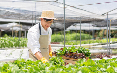 Hydroponic vegetable concept, Young Asian man harvesting fresh salad into basket in hydroponic farm