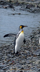 Fototapeta na wymiar King penguin (Aptenodytes patagonicus) on the beach at Jason Harbor, South Georgia Island