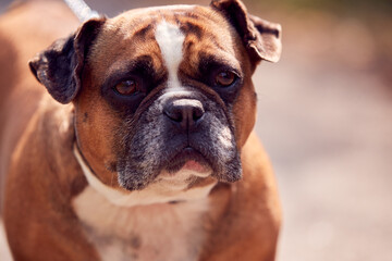 Close Up Of French Bulldog On Outdoor Walk In Countryside