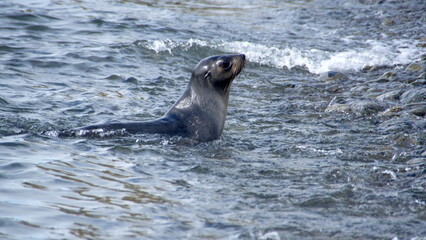 Antarctic fur seal (Arctocephalus gazella) swimming near the beach at Jason Harbor, South Georgia Island