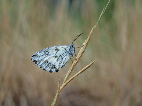 Closeup view of common black and white melanargia galathea aka marbled white butterfly in the wild on natural background