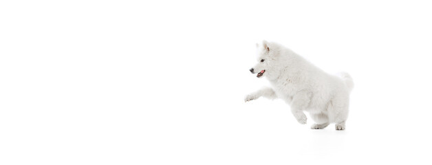 Flyer with portrait of breed dog, fluffy snow-white Samoyed husky isolated on white studio background. Concept of animal, pets, care, fashion, ad