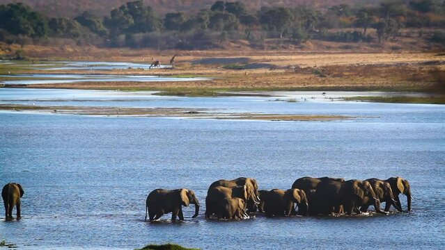 Group of African bush elephants crossing river in Kruger National park, South Africa ; Specie Loxodonta africana family of Elephantidae