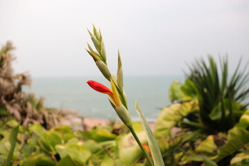 flor na praia