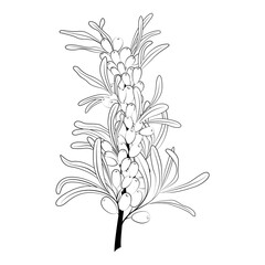 Berries on a branch. Buckthorn. Isolated pattern on white background. Black and white illustration element. Tattoo template. Vector image of vegetarian food. Printable sketch.