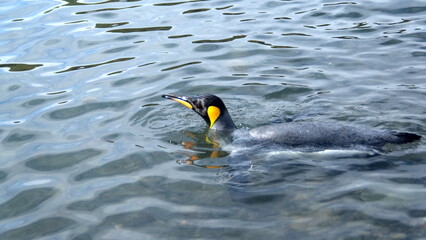 King penguin (Aptenodytes patagonicus) swimming in the cove at Jason Harbor, South Georgia Island