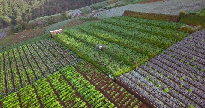 drone view of a farmer working on the terraced vegetable plantation of mount sumbing in central java indonesia