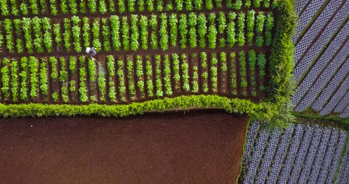 drone view of a terraced vegetable plantation on mount sumbing in central java indonesia