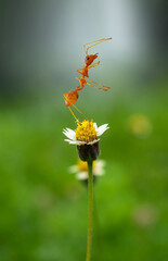 A red ant (fire ant, Solenopsis geminate) standing on top of the flower plant .Amazing Strong Ants on Green blurred background.Business teamwork concept.