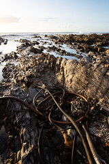 Kelp