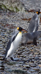 King penguin (Aptenodytes patagonicus) on the beach with an Antarctic fur seal (Arctocephalus gazella) at Jason Harbor, South Georgia Island