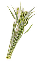 Green unripe ears of wheat on a white isolated background.