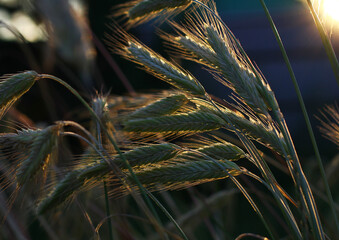 ripening ears close-up on a grain field	