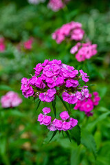 Fototapeta premium beautiful and colorful sweet williams in the garden