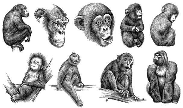Vintage Engrave Isolated Monkey Set Illustration Ink Sketch. Wild Chimpanzee Background Ape Art