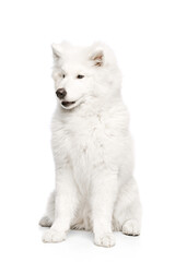 Portrait of breed dog, fluffy snow-white Samoyed husky isolated on white studio background. Concept of animal, pets, care, fashion, ad