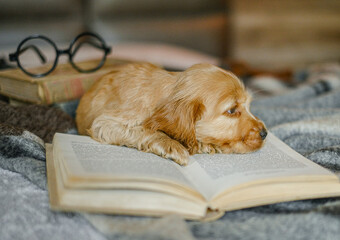 Love for pets. A puppy of a cocker spaniel lies on a bed with an open book.