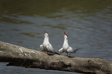 common terns (Sterna hirundo) in a funny pose whilst perched on fallen tree over lake