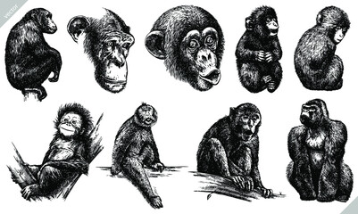 Vintage engrave isolated monkey set illustration ink sketch. Wild chimpanzee background ape art © Turaev
