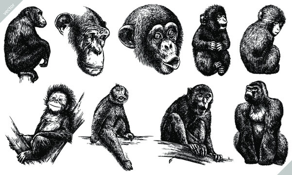 Vintage Engrave Isolated Monkey Set Illustration Ink Sketch. Wild Chimpanzee Background Ape Art