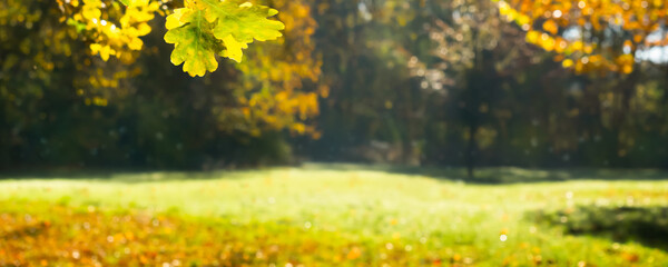 beautiful autumn landscape background for product display, sunshine on blurred forest glade with...