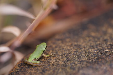 green tree frog