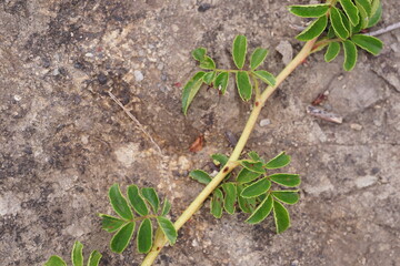plant on the ground