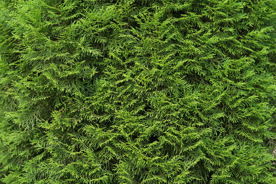 tuya east is green coniferous tree. young cypress trees branches and leaves of thuja variety aurea nana orientalis decorative plant on natural garden in summer day outdoor. nature landscape background