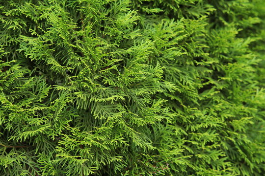 tuya east is green coniferous tree. young cypress trees branches and leaves of thuja variety aurea nana orientalis decorative plant on natural garden in summer day outdoor. nature landscape background