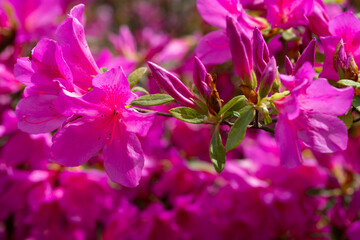 Close up on the purple flowers of azalea japonica Konigstein - japanese azalea. Pistil and stamens are visible,