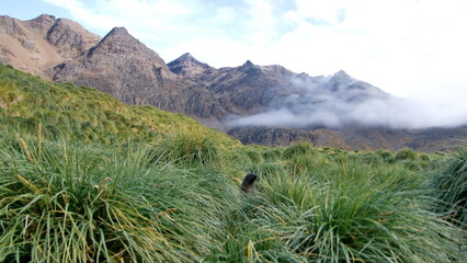 Antarctic fur seal (Arctocephalus gazella) in the tussock grass below a mountain at Jason Harbor,...