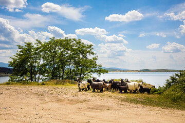 Obraz premium Village and lake Zhrebchevo Bulgaria