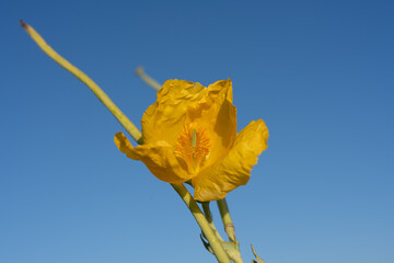 Glaucium flavum, the yellow horned poppy, yellow hornpoppy Floodplain forest Igneada National Park Turkey. Igneada, iğneada district Kirklareli city Turkey