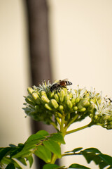 bee on a flower