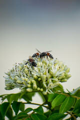 bee on a flower