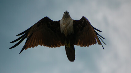 eagle in flight