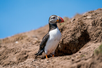 Atlantic Puffin standing on a cliff top outside its breeding burrow  on skomer island