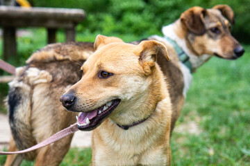 Dog smiling. Two red dogs with green background